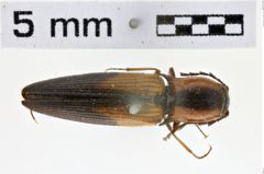 Foto (Dorsalansicht) von Cardiorhinus rufilateris (NHMW-ZOO-COL-0010591)